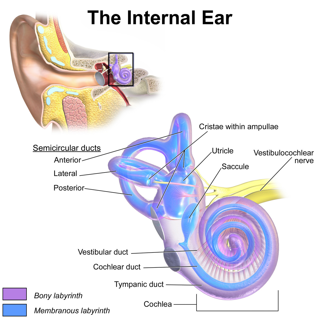 Blausen_0329_EarAnatomy_InternalEar.jpg