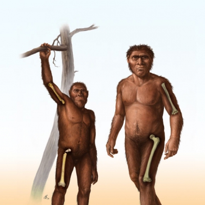 Τα απολιθώματα δείχνουν ότι ο πρώιμος Homo είχε εγκαταλείψει την αναρρίχηση στα δέντρα πριν από 1,8 εκ. χρόνια (sci.news)