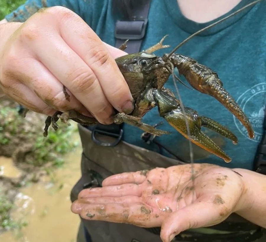 «Crawzilla»: Επιστήμονες ανακάλυψαν μόλις την μεγαλύτερη γνωστή καραβίδα της Βόρειας Αμερικής (scitechdaily.com)